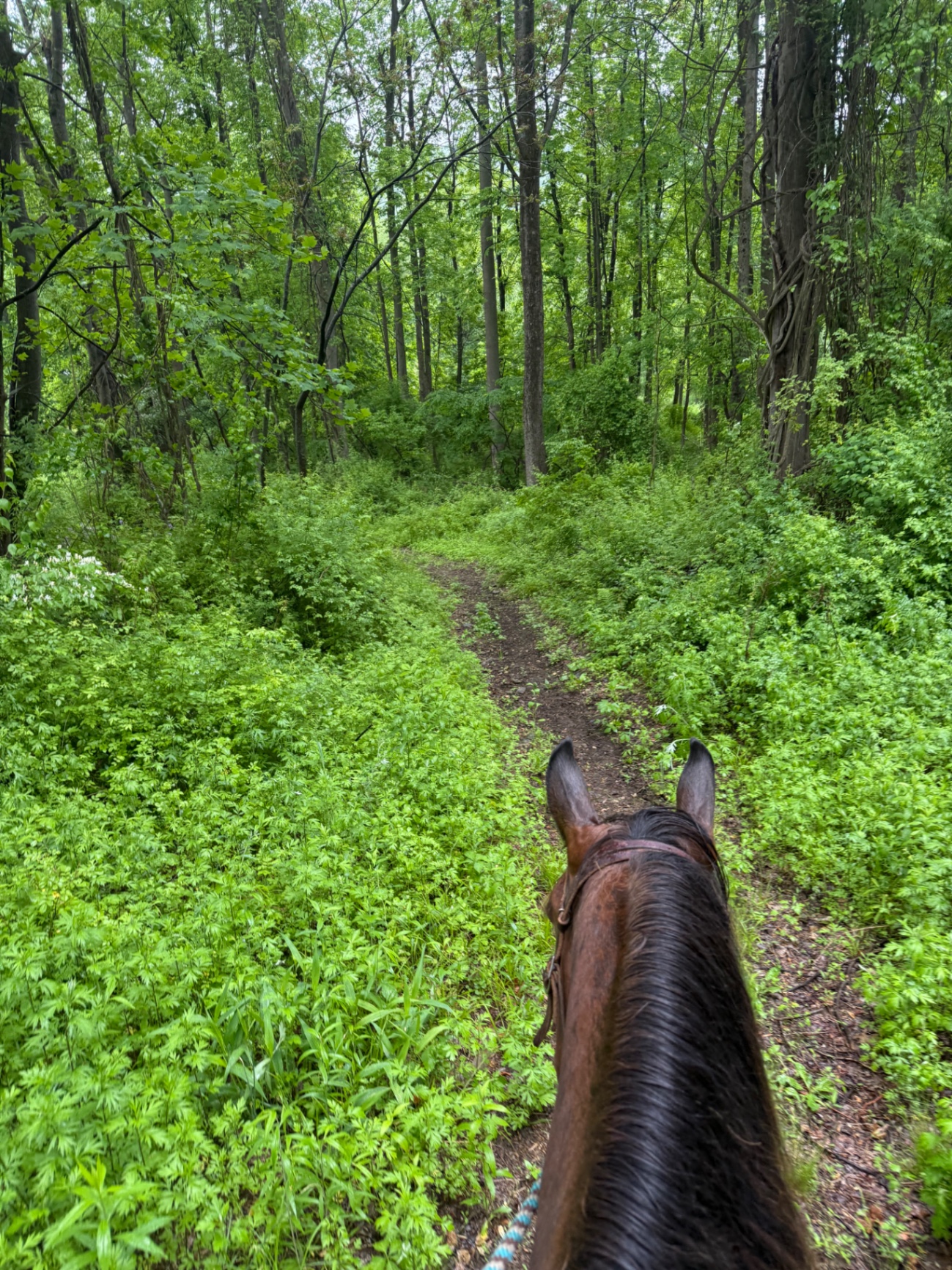 View from horseback on a green forest trail